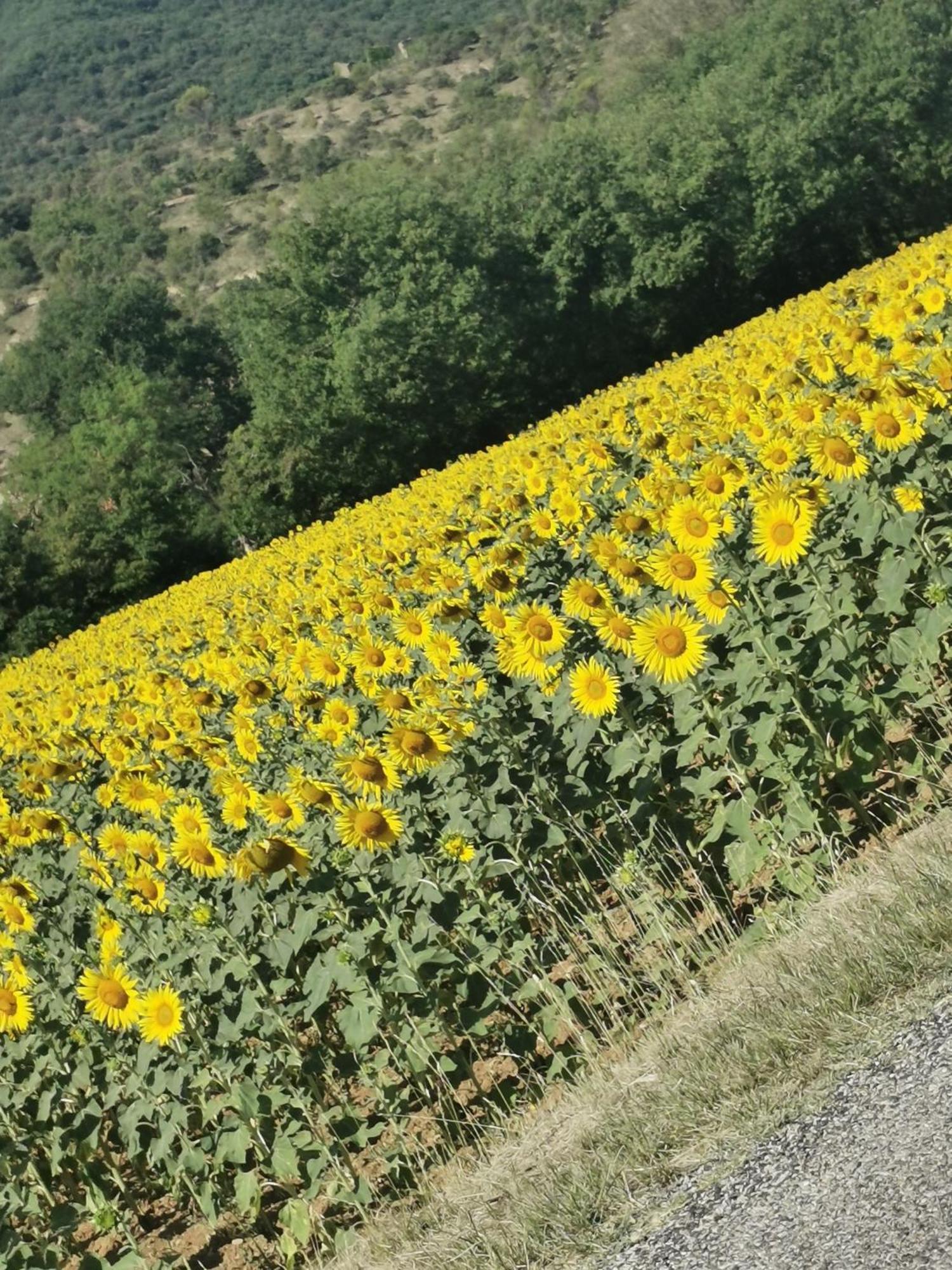Mes Maisons Gardoises, Two Gites Sleeping 13 With Two Private Pools, Kids Room, Laundry, Disco, Free Wifi, Linen And Dog'S Are Welcome Gagnières Exteriör bild